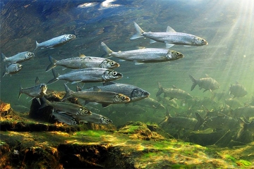 В озеро Байкал будет выпущено около 55 млн личинок омуля